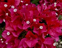 Bougainvillea Bougainvillea spectabilis with its deceptive red leaves and tiny white flowers
