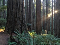 Boyscout Trail Jedediah Smith Redwood State Park CA 