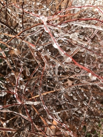 Branches encased in ice