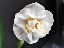 Bridal daffodil