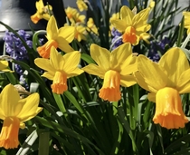 Bright and Beautiful - Daffodils OC