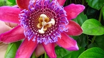 Brilliantly bright colors in this Passion Flower Passiflora 