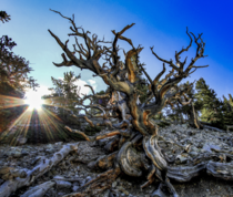 Bristlecone Pine in Great Basin National Park 