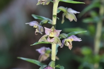 Broadleaf Helleborine Orchid Epipactis helleborine Heritage Grove Sam McDonald County Park California 