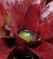 Bromeliad Bloom New Zealand 