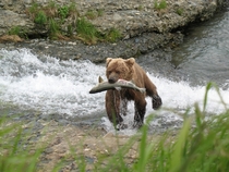 Brown bear and Chum salmon 