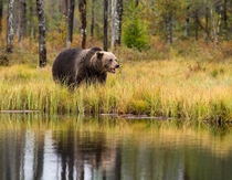 Brown Bear Finland Photo credit to Zdenek Machacek