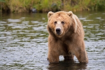Brown Bear in a stream
