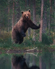 Brown bear in Finland photo by Konsta Punkka
