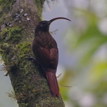 Brown-billed Scythebill in the shadowy primary forest of Costa Rica OC