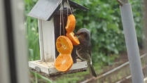 Brown-eared bulbul eating orange from a bird feeder Japan - OC - Hypsipetes amaurotis 