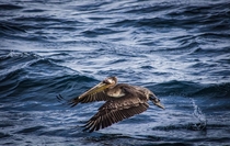 Brown Pelican taking flight