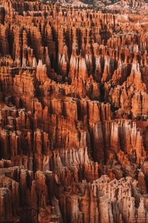 Bryce Canyon National Parks hoodoos basking in the late afternoon sun 