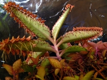Bryophyllum daigremontianum Mother of thousands gonewild 
