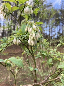 Budding Organic Blueberries in Georgia 
