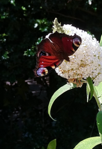 Buddleja davidii Alba - the butterfly bush - with a resident Peacock butterfly 