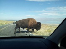 Buffalo crossing in front of my car after chargin towards it and us before changing his mind a foot from the drivers side door and walking in front of us 