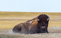 Buffalo in the badlands 
