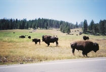 Buffalo in Yellowstone Park Wyoming 