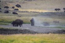 Buffalo play in the Dirt Yellowstone 