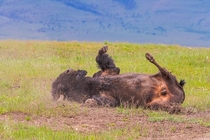 Bull bison enjoying a warm spring afternoon 