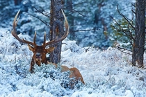 Bull Elk in the snow