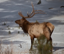 Bull Elk in Winter Colorado 