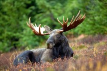 Bull moose Alces alces
x