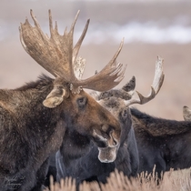 Bull Moose in Wyoming Photo credit to Michael Siebold