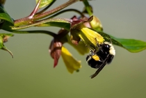Bumblebee collecting pollen 