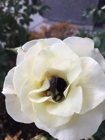 Bumblebee inside a white rose