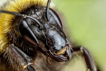 Bumblebee Portrait 