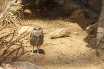 Burrowing owl Athene cunicularia at Omaha Zoo NE 