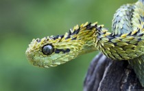 Bush Viper Snake x-post from rpics 