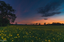 Buttercup field at dusk Heath and Reach UK  x