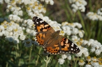 Butterfly Painted Lady 