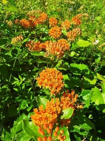 Butterfly weed   an east coast American native flowering in the south now