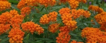Butterfly weed Asclepias tuberosa