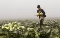 Cabbage harvest Radashkovichi Belarus 