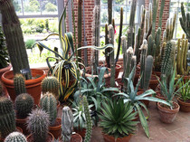 Cacti on display- Missouri Botanical Garden 