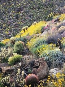 Cactus Bloom in Anza Borrego California 