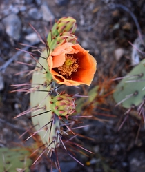 Cactus Flower - Franklin Mountains State Park 