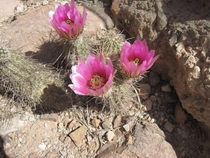 Cactus flowering in Joshua Tree National Park 