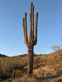 Cactus in Scottsdale Arizona 