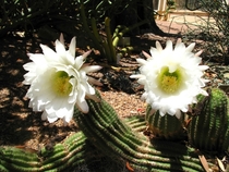 Cactus with flowers the size of dinner plates Echinopsis spachiana 