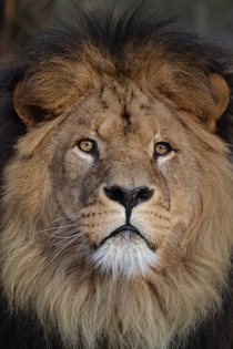 Caesar the Lion Panthera leo 