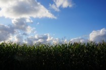 California Corn Field 