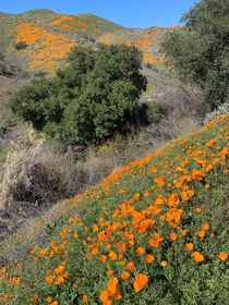 California Poppies in California Walker Canyon 