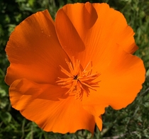 California Poppy - Eschscholzia californica 