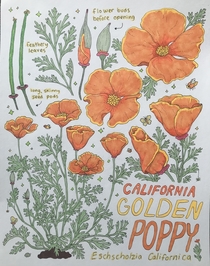 California poppy eschscholzia californica